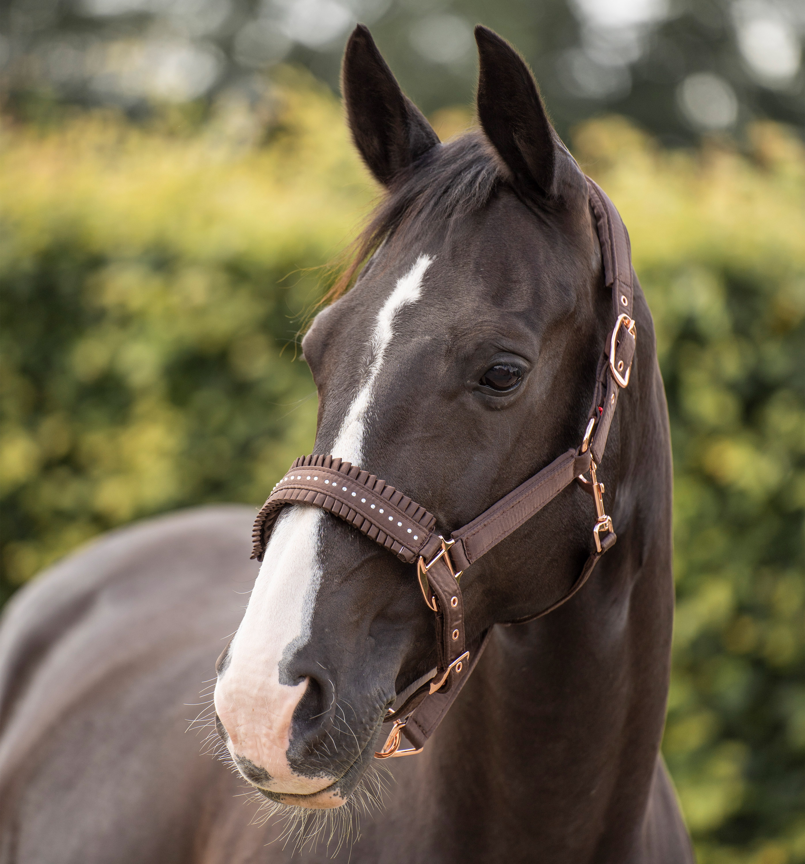 Imperial Riding | Halfter Lovely Brown | Cob